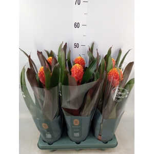 Guzmania  'Tala'