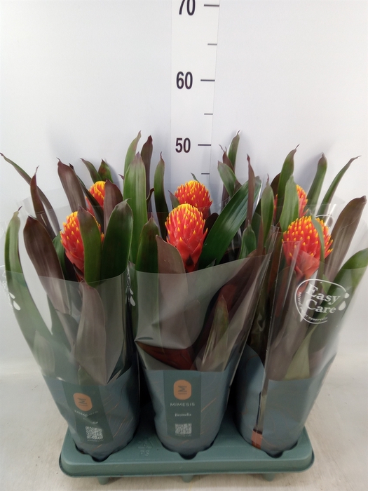 <h4>Guzmania  'Tala'</h4>