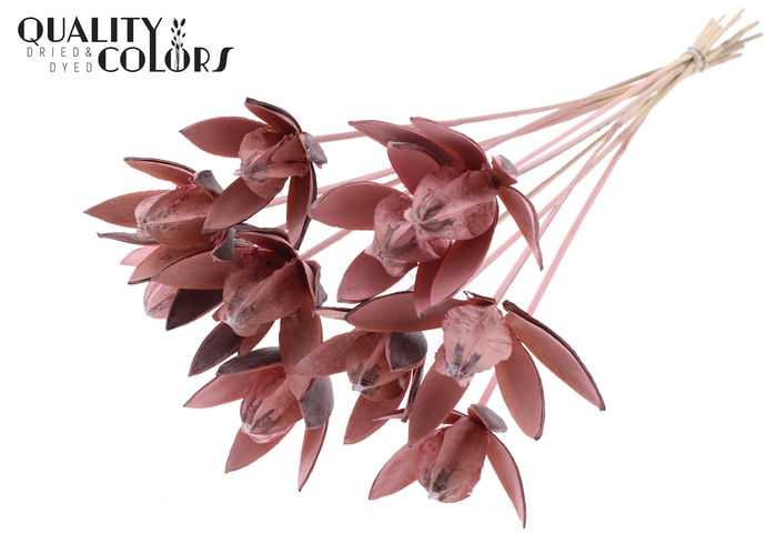 Wild Lilly on stem Frosted Pink