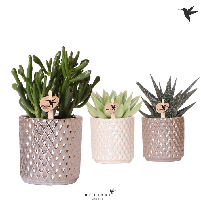 <h4>Kolibri Greens Succulenten mix in Diamond pot pearl mix</h4>
