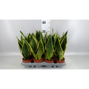 Sansevieria trifa. 'Futura Superba'