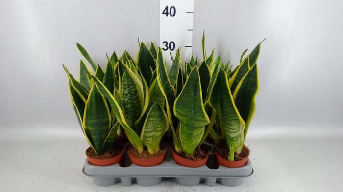 <h4>Sansevieria trifa. 'Futura Superba'</h4>