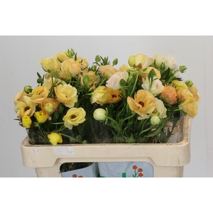 Ranunculus Magical Caramel