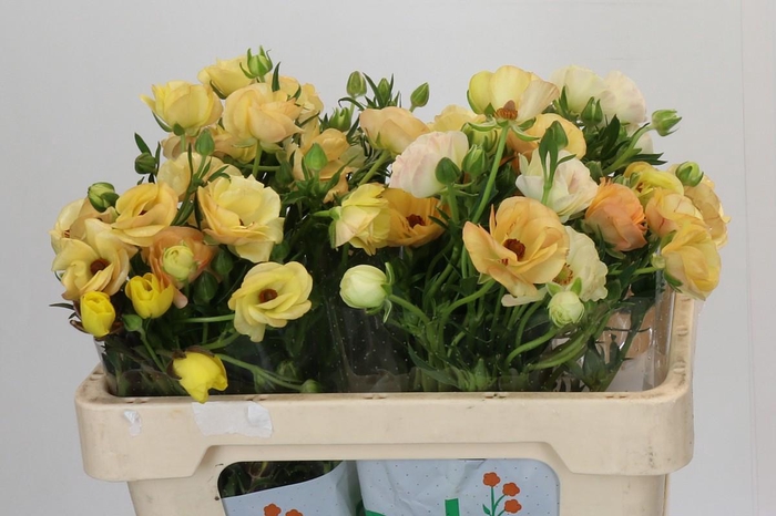 <h4>Ranunculus Magical Caramel</h4>