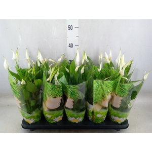 Spathiphyllum  'Alana'