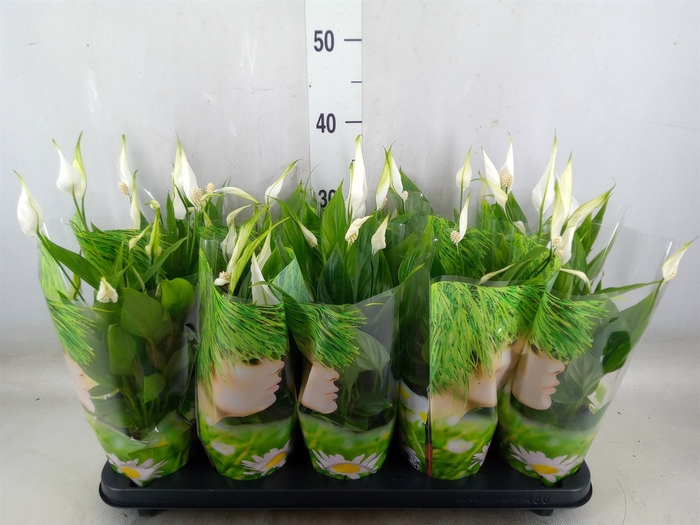 <h4>Spathiphyllum  'Alana'</h4>