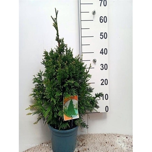 Thuja plicata 'Can-Can'