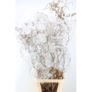 Corylus Avellana Contorta X10 180cm