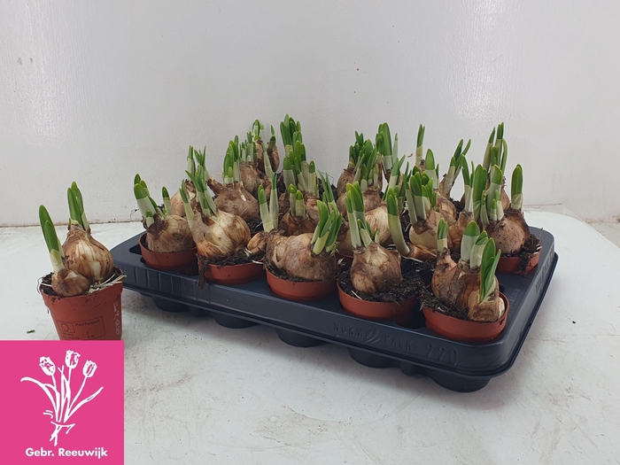 <h4>NARC O TETE A TETE</h4>