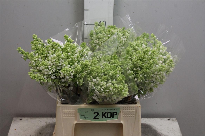 <h4>Syr V Mme Fl Stepman 2+</h4>