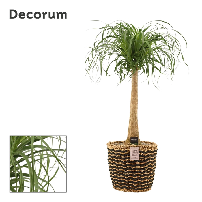 Beaucarnea recht 27 cm in Kira mand (Deco-collection)