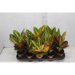 CROTON HIBRIDO PETRA P11