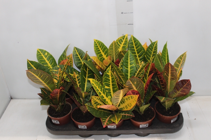 <h4>CROTON HIBRIDO PETRA P11</h4>