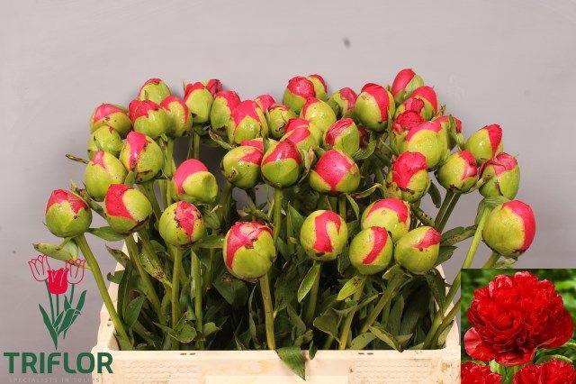 <h4>PAEO COM PERFORMANCE</h4>