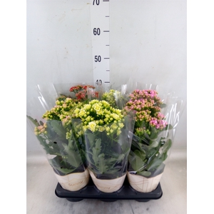 Kalanchoe   ...