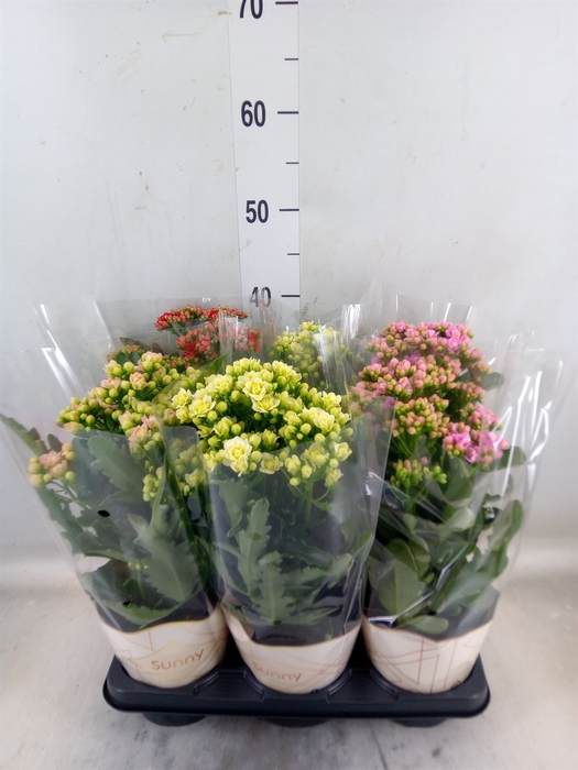 <h4>Kalanchoe   ...</h4>