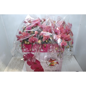 PHALAENOPSIS CASCATA ESPECIAL P15 LARANJA 3 HT