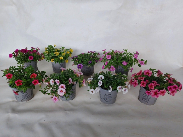 <h4>Calibachoa Carillon mix color etage</h4>