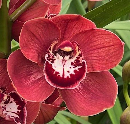 <h4>MARONE 100cm x 4.</h4>