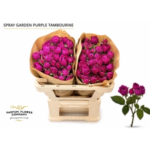 Rosa Spray Garden Purple Tambourine