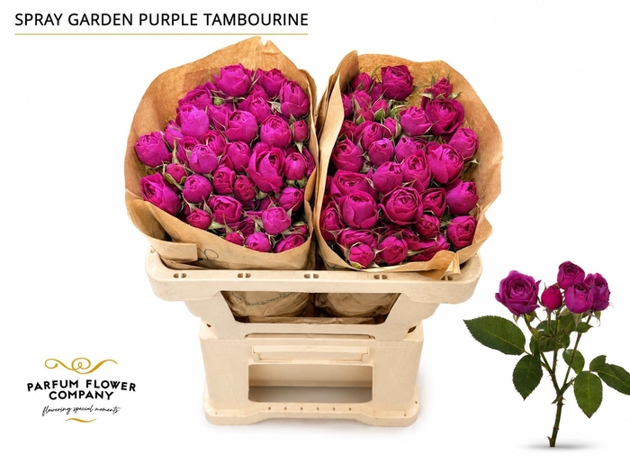 <h4>Rosa Spray Garden Purple Tambourine</h4>
