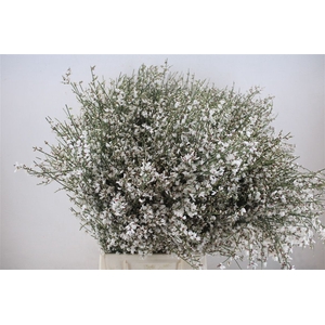 Ginster 400gr White P Bunch