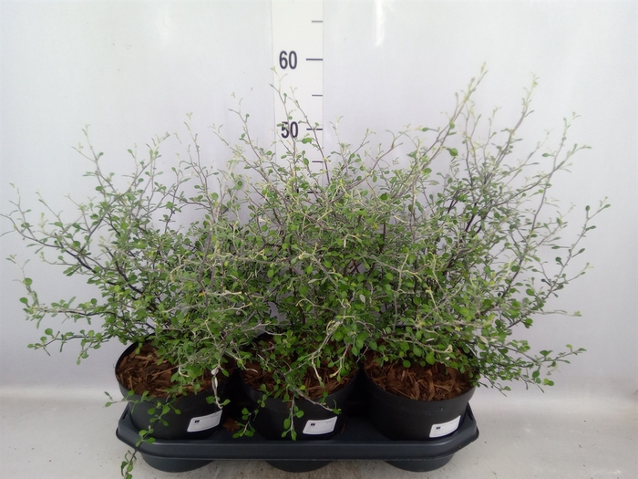 <h4>Corokia virgata 'Maori Green'</h4>