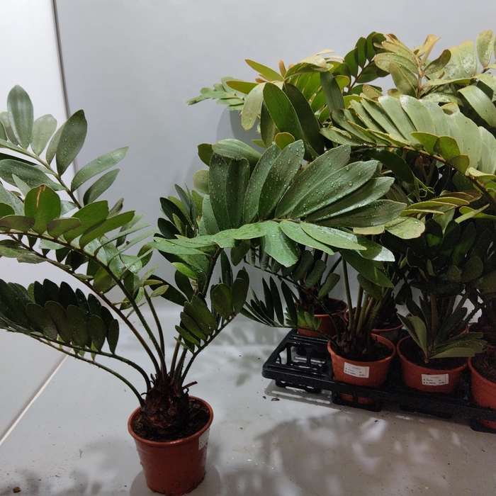 <h4>ZAMIA</h4>