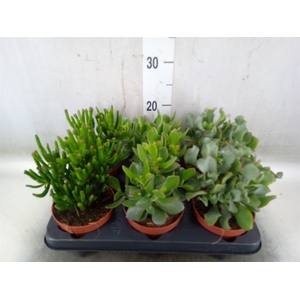 Crassula   ...mix