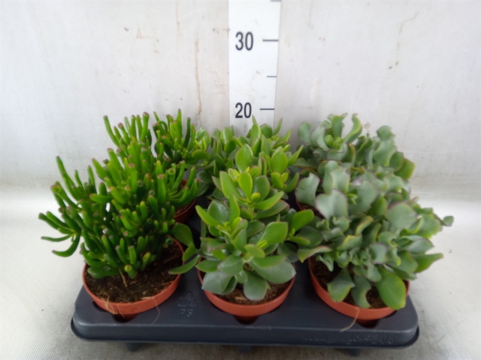 <h4>Crassula   ...mix</h4>