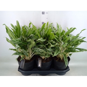 Aglaonema  'Greyhound'
