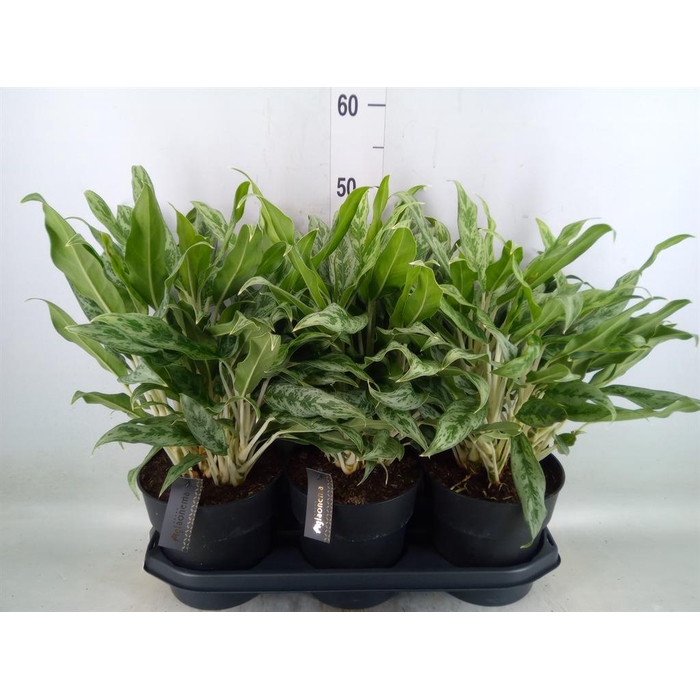 <h4>Aglaonema  'Greyhound'</h4>