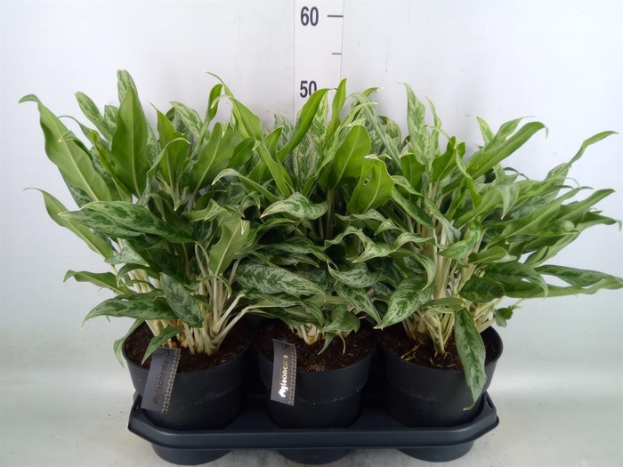 Aglaonema  'Greyhound'