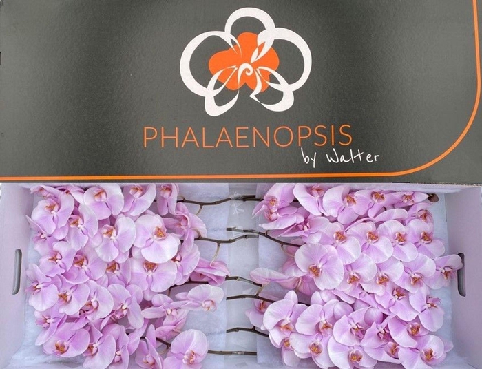 <h4>Phalaenopsis  'Tikal'</h4>