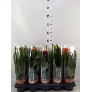 Bromelia   ...mix