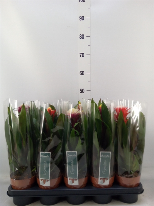 <h4>Bromelia   ...mix</h4>