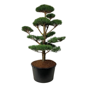 Pinus sylvestris