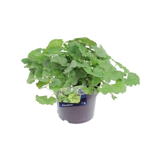 Heuchera sang. Ruby Bells