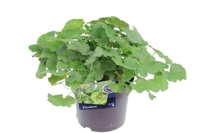 <h4>Heuchera sang. Ruby Bells</h4>