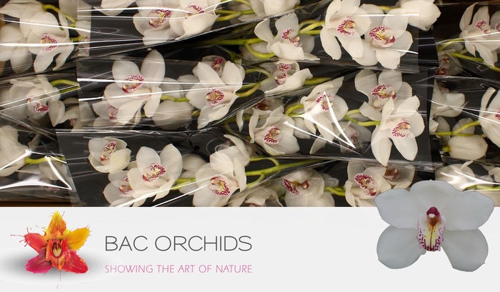 <h4>CYMB T VANITY</h4>