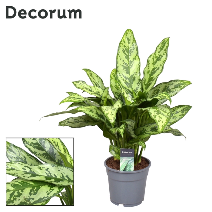 <h4>Aglaonema Romeo</h4>