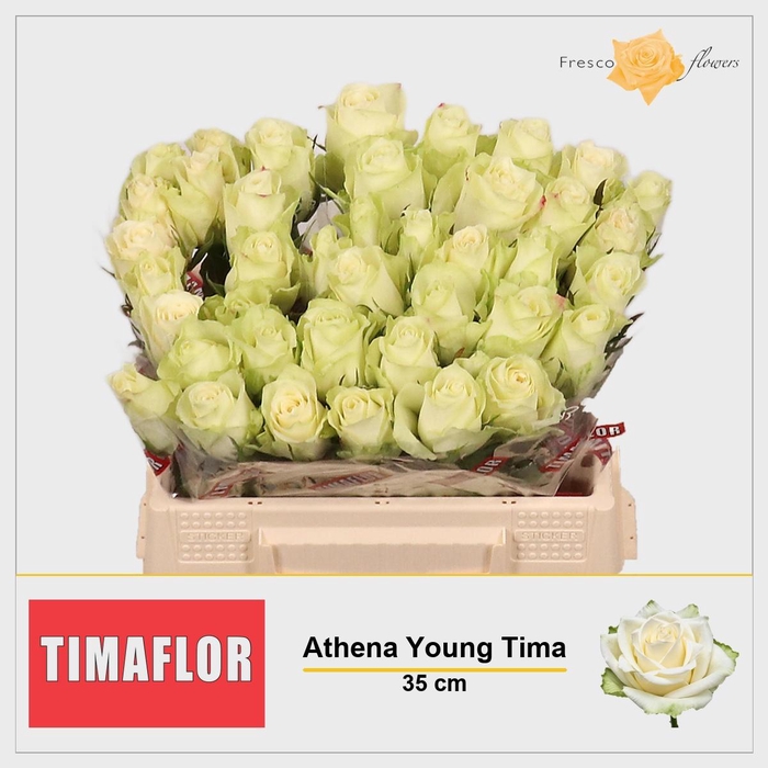 <h4>R GR ATHENA</h4>