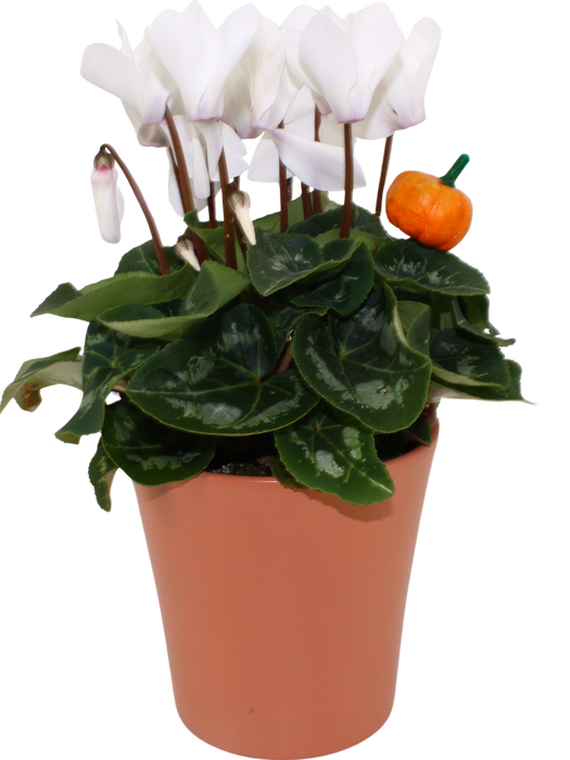 <h4>Cyclamen in "Toscana" keramiek met bijsteker (Halloween)</h4>
