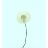 Dried Bleached Dandelion Regular Rose