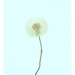 Dandelion XS Preserved Rose Pink