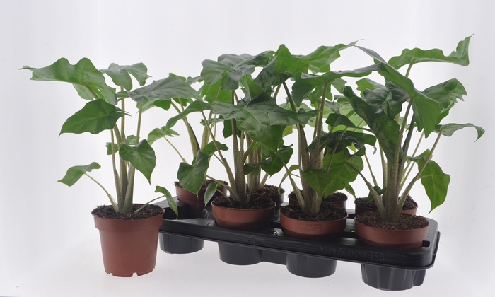 <h4>ALOC LOW RIDER</h4>