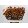 Anigozanthos Gold Fever