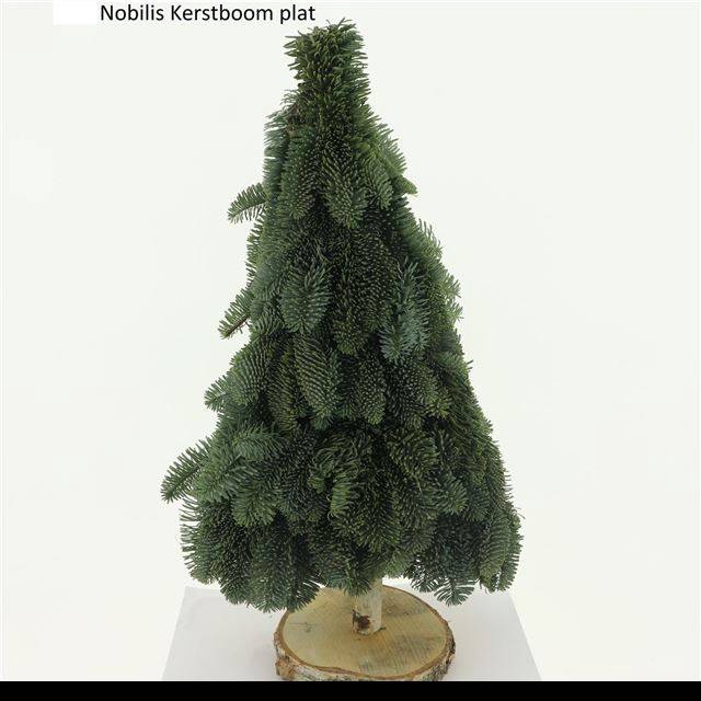 <h4>ABIES NOBILIS BLAUW</h4>