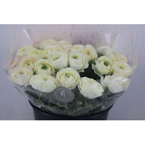 Ran Cloni Sup Cream Succes