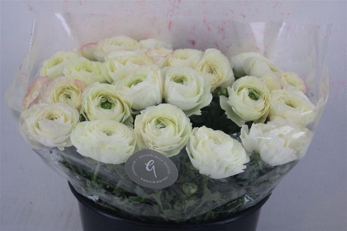 <h4>Ran Cloni Sup Cream Succes</h4>